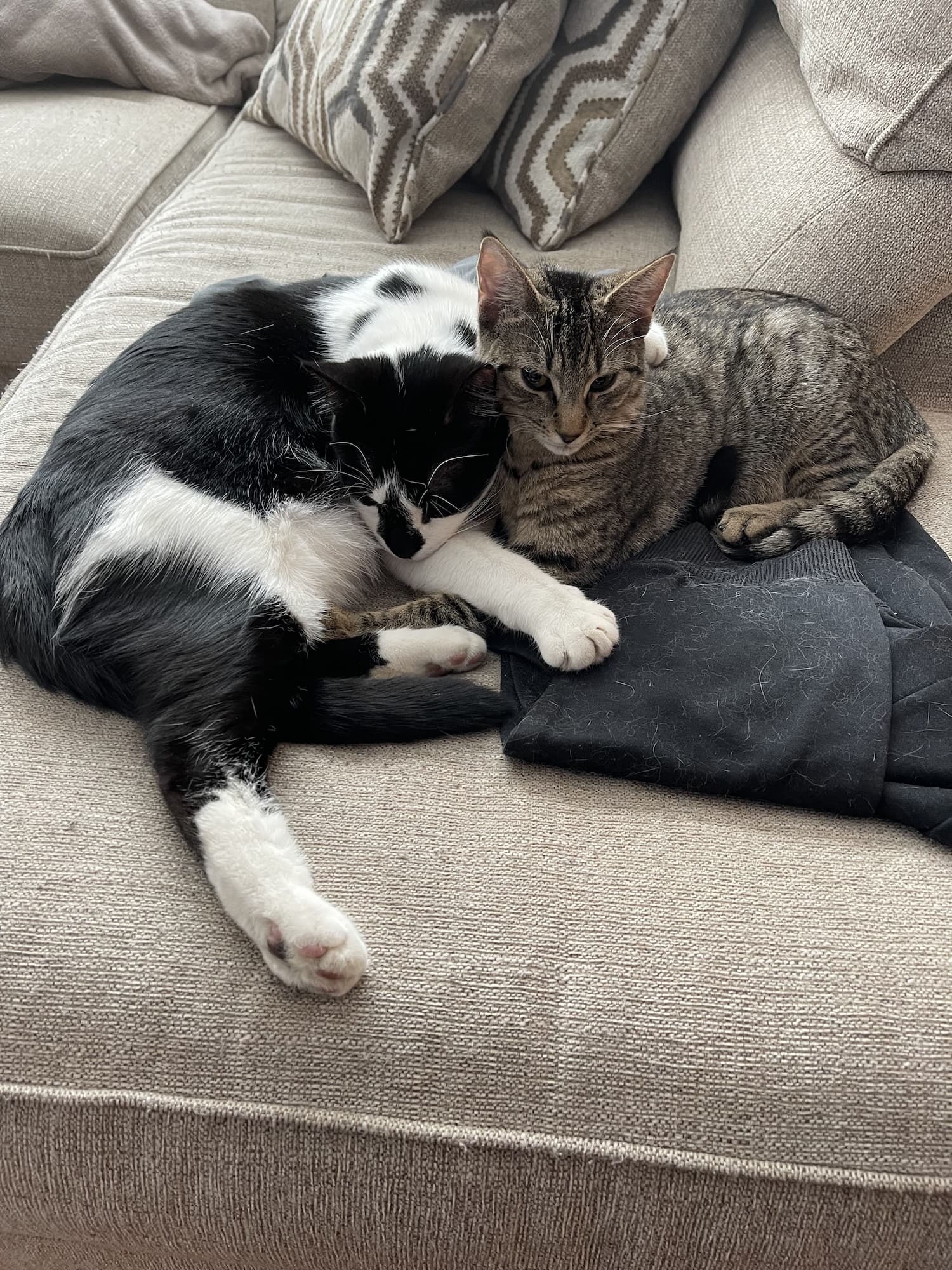 Two cats snuggling on the edge of a couch.